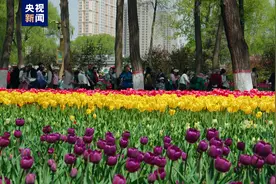送你一片郁金香花海 让春日优雅起来图片