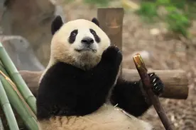 刚刚通知！就在明天，杭州人能和它们见面了！图片