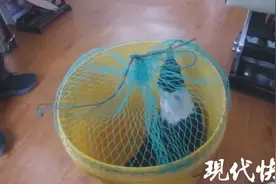 警民联手救助受伤白颈乌鸦图片