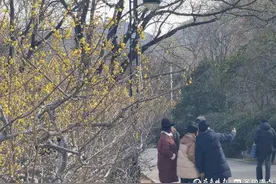 满园花香 千佛山蜡梅盛开图片