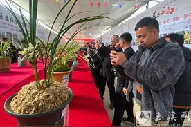 第十五届中国（玉溪）兰花博览会举行图片