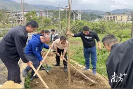 信宜茶山：党群齐种树，共建绿美乡村图片