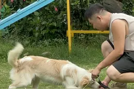 “宠物幼儿园”热，“毛孩子们”也上课图片