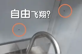 “让虫子自由飞翔”，鲜芋仙甜品让人怎么入口？| 新京报快评图片