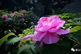 “总领群芳是牡丹”，泰安这里牡丹花开正艳，不可错过！图片