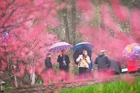 歌乐山红岩景区红梅醉游人图片