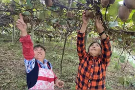涪陵：猕猴桃采摘季 果农村民齐欢乐图片