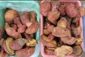 售价150-400元/公斤！野生菌开始落潮，见手青价格上涨图片
