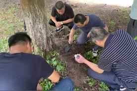 崇明绿荫如盖的背后，有他们！图片