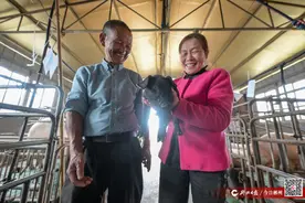 60岁返乡创业当“猪倌” 闯出致富增收路图片