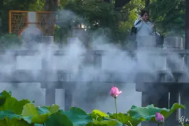 荷花睡莲花开正好，古猗园领衔600余个品种看不够图片