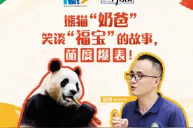 新华访谈｜熊猫“奶爸”笑谈“福宝”的故事，萌度爆表！图片