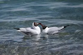 春临青海湖图片
