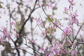 企石美图｜宫粉紫荆花开，这里踏春正好图片