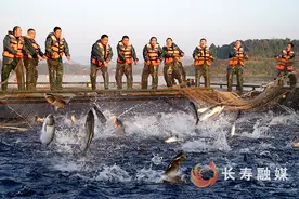 日销近2万斤！长寿湖有机鱼何以“出圈”？图片