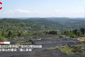党建引领帮扶工作共同体丨立足本地特色 广安助力剑阁走好茶文旅发展之路图片