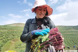威宁：红菜苔种出群众“红”日子图片