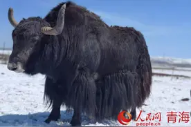 青海河南：雪多牦牛的“出圈”之路图片