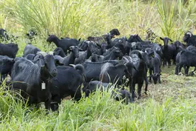 西南第一例活体商标，四川“营山黑山羊”带领百姓发“羊”财丨扬帆奋进30年㉔图片