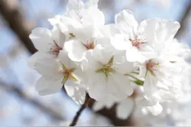染井吉野进入盛花期，新洲樱“舞”烂漫等你来图片