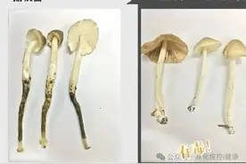 有毒！小心冒牌“荔枝菌”，广东已有人中招图片