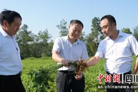 自贡荣县：千亩高油酸花生获丰收图片