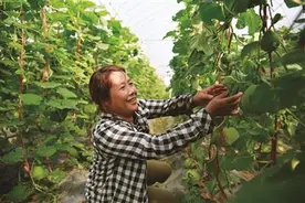 果园甜瓜长势喜人图片
