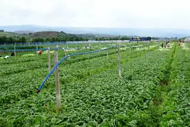 昭通鲁甸：蔬菜种植拓宽农民增收致富路图片