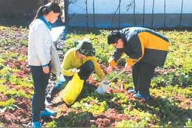 如何帮污染土壤恢复健康？图片