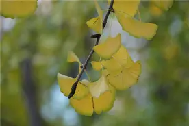 温度正好 色彩正浓！冬季“芭蕾”起舞盘龙图片