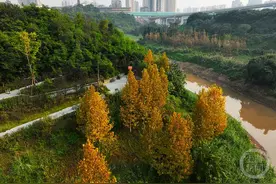 花溪河畔冬景美如画图片