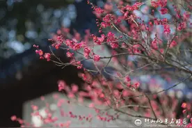 你爱的梅，也是7000多年前他们爱的图片