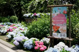 重庆无人自助绣球花集市受热捧  打造赏花新体验图片