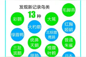 看！万鸟归“巢”图片