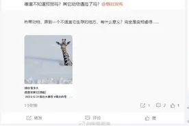 山东最大积雪深74厘米！动物园辟谣烟台积雪长颈鹿仅露个头：应该没有人会当真吧图片