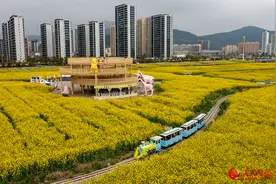 浙江乐清：油菜花开 田园如画图片