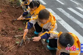 乐山井研机关幼儿园（城北园）：“薯”你能干，“薯”你最甜图片