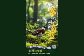 海报 | 生物有“多”野 湖南开“盲盒”⑧：白颈长尾雉图片