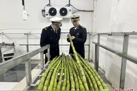 1500余年历史的甘蔗进入韩国市场 浙江实现甘蔗出口图片