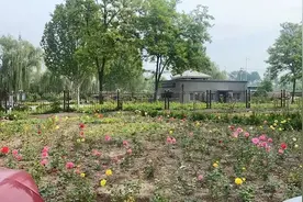 北京一小区绿地被居民私占种菜，社工劝解后菜园变花园图片