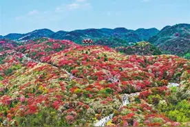 百里杜鹃图片