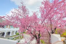 粉色天空长啥样？昆明最美樱花打卡地图来啦图片