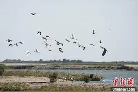 （文化中国行）山东东营：现代石油城市迎来世界自然遗产新名片图片