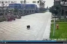 半岛聚焦丨烈犬撕咬两岁女童，“狗咬人”事件频出，这些知识你必须知道→图片
