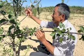 如何破解果园“谁来管、怎么管”？试试“保姆式”托管新方案图片