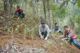 融水上里村：林下套种中药材 走出生态致富新路图片