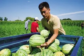 硕果累累迎丰收 沃野田畴奏欢歌图片