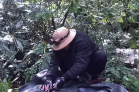 评论丨治理擅闯哀牢山行为，就该从调查颜料师和“陈朵朵”开始图片