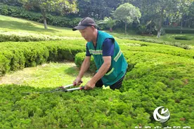 园林工人高温坚守 用汗水浇灌“绿荫”图片