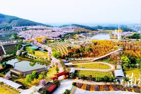 阳春三月，来花都赤坭赏春探花图片